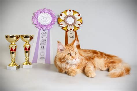 Cat shows - As we said before, a cat show is where cat breeders and owners take their cats to compete with other cats that are the same color and breed. Cats can compete in four classes: Each cat entered in the show will be looked at by a trained judge. Most shows have at least 6 judges, and some have 8 or more. Each judge will handle …